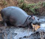 proie lycaon Un hippopotame sauve et tue une antilope