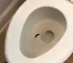 toilettes eau Elle jette aux toilettes son poisson mort