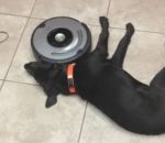 aspirateur sol Roomba vs Chien paresseux