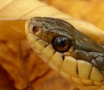 langue montage Un serpent fait « Blblblblbl » 
