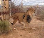 grillage zoo Ne jamais montrer à un lion qu'on a peur
