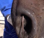 cheval queue nez Un souris dans le nez d'un cheval
