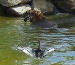 canard nager jouer Un canard trolle un tigre