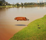 eau saut Un capybara volant