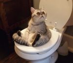 chat papier toilettes Comment ça, on n'a plus de PQ ?!