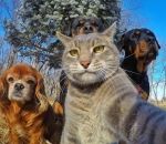 chat Un chat fait un selfie avec sa bande