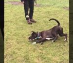 motion chien attraper Un chien galère pour attraper une balle
