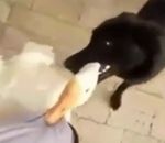 maitre defendre Un chien défend son maître contre une oie
