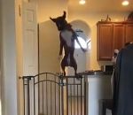 sauter bond Un chien saute par-dessus un portail