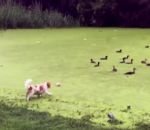 attaque canard Un chien croit marcher sur de l'herbe