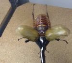insecte scarabee Tenir un Dynaste Hercule par la corne