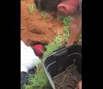 extraction python Extraction de 68 bébés pythons d'un terrier