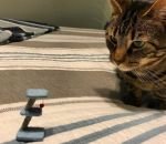 chat mini Penser à vérifier les dimensions avant d'acheter sur internet