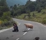 mouton route Un mouton attaque une bergère