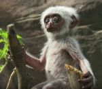 poupee mort reaction Réactions de singes face à un singe électronique