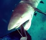 requin Un requin attaque un chasseur sous-marin