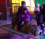 attache cirque Un tigre immobilisé pour la pose photo (Chine)