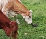 veau curieux Vaches vs Tortue
