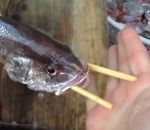 poisson technique Vider un poisson avec deux baguettes