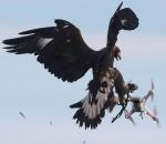 vol drone vs Aigle royal vs Drone