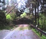 route Des arbres tombent sur une voiture