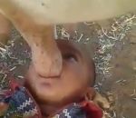 boire lait Un bébé boit son lait au pis d'une vache
