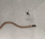 serpent araignee Bébé serpent vs Veuve noire