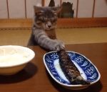 poisson chat nourriture Un chat insiste pour avoir du poisson grillé