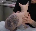 poil tatouage Chat tatoué