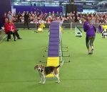 chien Chien facilement distrait pendant un concours d'agility