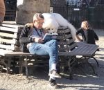 lecteur livre Dans un parc, un chien préfère lire plutôt que s'amuser
