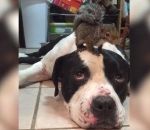 tete chien grognement Un chien protège un écureuil d'un chat