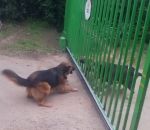 courage peur chien Des chiens se disputent à travers un portail