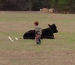 vache champ Un enfant grimpe sur le dos d'un boeuf
