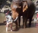 elephant femme « Éléphlying » en Thaïlande