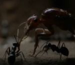 decapitation mort Des fourmis décapitent leurs reines
