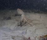 poulpe phoque Une pieuvre chasse un crabe