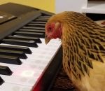 clavier synthetiseur Une poule joue « America the Beautiful » au clavier