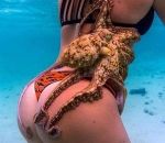 poulpe femme tentacule Poulpe coquine