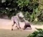 employe attaque Un employé de zoo attaqué par un zèbre