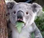 koala feuille Dans la jungle, j'utilise des feuilles pour m'essuyer le cul