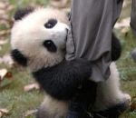 affectueux Un bébé panda pot de colle