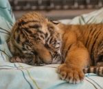 zoo tigre Bébé tigre de 5 jours endormi