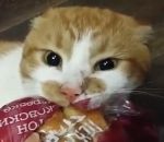 regard paquet Un chat ne veut pas rendre le pain