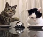manger chat Deux chats sonnent pour avoir des croquettes