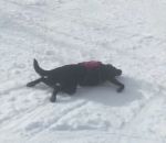 neige Un chien d'avalanche glisse sur une piste