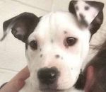 photo Un chien avec une photo de son visage sur son oreille