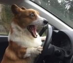 voiture volant chien Comment on arrête cet engin ???!!!