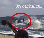 navigateur ofni Collision d’un bateau avec cachalot (Vendée Globe)