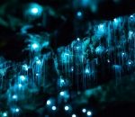 timelapse larve luisant Vers luisants en timelapse dans la grotte de Waitomo  (Nouvelle-Zélande)